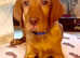 5 Generation Champion Vizsla Bloodlines KC Boy