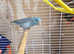 2 parrotlets
