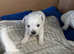Westie puppy for sale