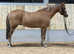 Potential hoys contender