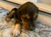 Beautiful puppies