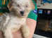 Lhasa apso x Shihtzu