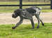 Gorgeous GWP Pup