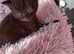 3 kittens for sale beautiful