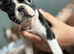2 stunning female Boston terriers