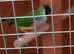 2 female Adult Gouldian finch