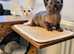 Outstanding quality,  pedigree, registered Burmilla kittens