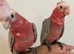 Baby HandReared Friendly Silly Tame Affectionate Galah Cockatoo