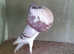 NORWICH CROPPER PIGEONS TOP QUALITY