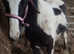 Traditional cob colt foal