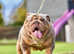 English bulldog chunky puppies