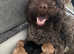 Miniature labradoodle