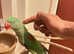 Beautiful young alexandrine parrot