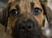 Cane corso x lab