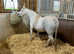Sec B Mare, 5 yr old