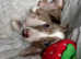 Stunning kc registered chocolate dapple piebald female