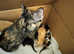 3 left Super RARE Black Ghost Spotted & Ginger Bengal X Babies