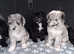 Beautiful borderdoodle / colliepoo puppies.