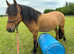 Beautiful Highland X mare