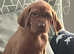4 boys Readyj to go - Hungarian Vizsla KC reg  pups