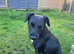 Loving home wanted for  an 18 month old Patterdale Terrier