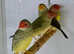 Star Finches  male female,17