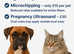 Pet Pregnancy Ultrasound Scanning & Microchipping