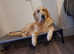 Lovley golden retriever girl