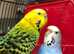 Bonded pair of budgies