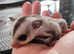 Beautiful female sugar glider Joey