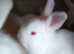 New Zealand White litter