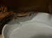 Female dwarf boa 5/6ft long