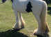 Pretty coloured mare