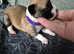 Chug puppies