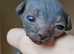 Very small Sphynx kitten
