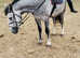 Stunning gelding novice ride safest horse on the market