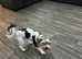 Last Boy Biewer Terrier