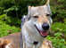 Beautiful Female Wolfdog