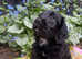!REDUCED! Cockapoo x patterdale puppies Girl remaining