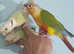 Hand reared conure