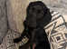 11 Week Old Bocker Girl