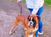 Boxer Looking for lovely family home