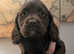 Working cocker spaniels 1 girl left ready now
