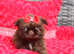Beautiful true imperial shih tzu
