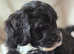 TIBETAN X POODLE GIRLS READY NOW