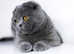 Scottish fold for Rehoming