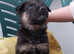 12 german shepherd puppies