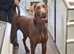 READY NOW Doberman puppies from health tested parents