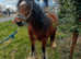 Cob mare 2 year old.