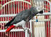 Super tame African grey Glasgow